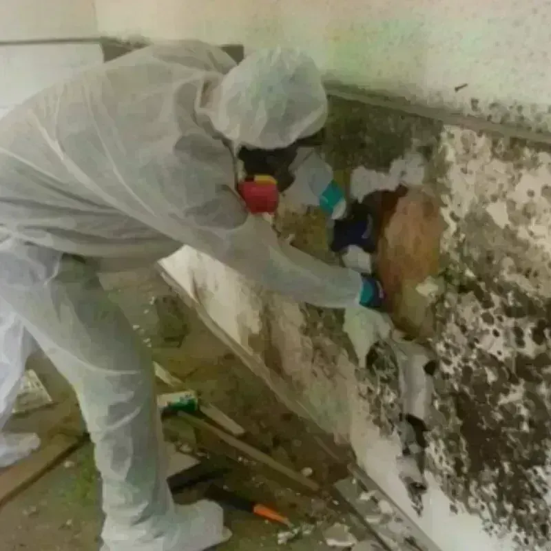 Mold Remediation and Removal in Rittman, OH